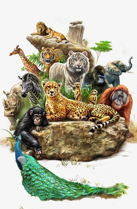 animal clipart,animal,zoo,lion,tiger,harmonious,orangutan,monkey,giraffe,animal vector Different Animals, The Wild, Animals