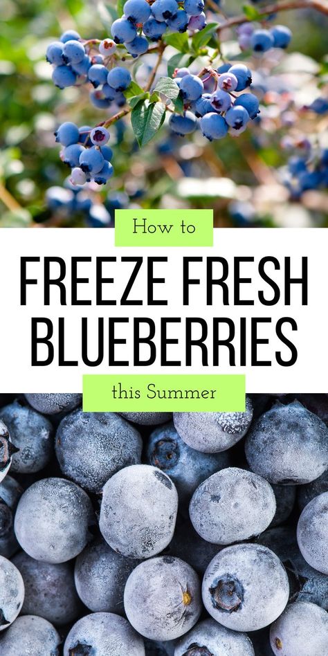 Don't miss this step by step guide for freezing fresh blueberries! Fresh blueberries are great for preserving--even for newbies it is a super simple process to freeze them--the RIGHT WAY! How To Freeze Blueberries, Freeze Blueberries, Farmers Market Recipes, Freezer Cooking, Frozen Blueberries, Preserving Food, Step By Step Guide, Best Recipes, Super Simple