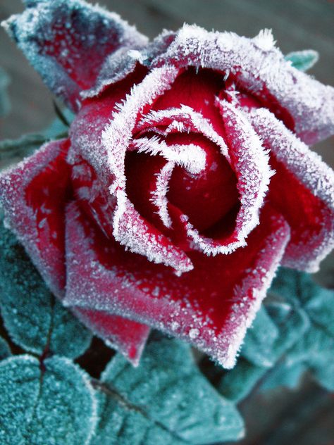 Frozen Rose, Household Plants, Winter Rose, Winter Magic, Winter Wonder, Winter Garden, Garden And Yard, Red Rose, Beautiful Roses