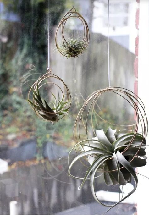 Air Plants Hanging, Air Plant Ornament, Plant Display Ideas, Air Plants Decor, Hanging Plants Diy, Plants Hanging, Deco Jungle, Plant Hanging, Air Plant Display