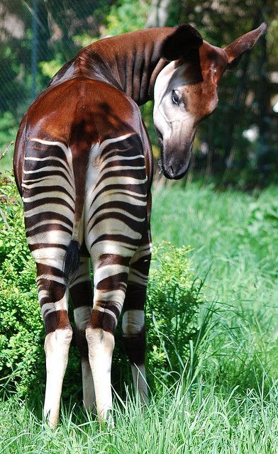 Okapi - resembles a zebra, but its closest relative is a giraffe. Okapis are native to the Congo.  photo by Steve J Rare Animals, Animale Rare, A Giraffe, Unusual Animals, Airbrush Art, African Animals, Animal Planet, Animal Photo, Exotic Pets