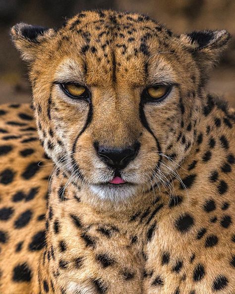 King Cheetah, Big Cat Family, Cheetah Face, Small Wild Cats, Cheetah Animal, Cheetahs, African Wildlife, Large Cats