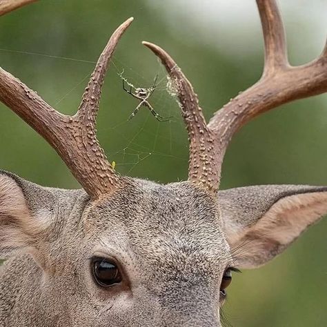 Nature Is Metal on Instagram: "Symbiosis • 📸 by @hector_astorga_photography Whitetail buck cradles a spider between its antlers. Both of these animals benefit from this chance relationship, the buck presumably picked up the silky hitchhiker by walking though its web somewhere down the line, and the spider saw no reason to leave - The only thing better than hunting via stationary net is by way of a mobile one. For this reason I'd say the weaver is getting the better end of this deal, but I'm Nature, Antlers, Whitetail Bucks, Pretty Animals, A Deer, Art Reference Photos, Spider Web, Pretty Pictures, Animal Photography