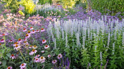 Color Chaos Mediterranean Garden Design, Mediterranean Plants, Sun Loving Plants, Deer Resistant Plants, Garden Plots, Hillside Landscaping, Sunset Magazine, Planting Plan, Garden Animals