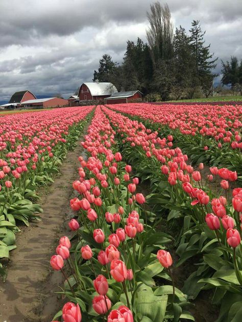 Nature, Tulip Farm Aesthetic, Tulip Farm, Tulip Fields, Spring Tulips, Spring Aesthetic, Spring Vibes, Beautiful Picture, Flower Farm