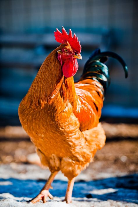 New Hampshire Red rooster: I had several of these feisty beauties. Rooster Aesthetic, Hen Breeds, Rooster Photo, Hen Recipes, Australorp Chicken, Suffolk Sheep, Chicken Pictures, Fancy Chickens, Oil Painting Inspiration