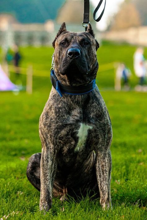 Presa Canario Puppy, Bull Photo, Brindle Dog, Top Facts, Mastiff Dog Breeds, Cute Animal Tattoos, Presa Canario, Dog Man, Mastiff Dogs