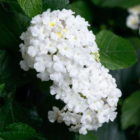 SunDance™ White Lantana White Lantana, Lantana Plant, Lantana Camara, North Garden, Attracting Bees, Summer Plants, How To Attract Hummingbirds, Attract Butterflies, Garden Pool