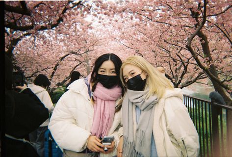 japan sakura blossom film 35mm Japan On Film, Japan Film Photography, Japan Photo Ideas, Japan Instagram Photos, China Outfit, Contact Photos, Japan Film, Japan Pics, Japan Pictures