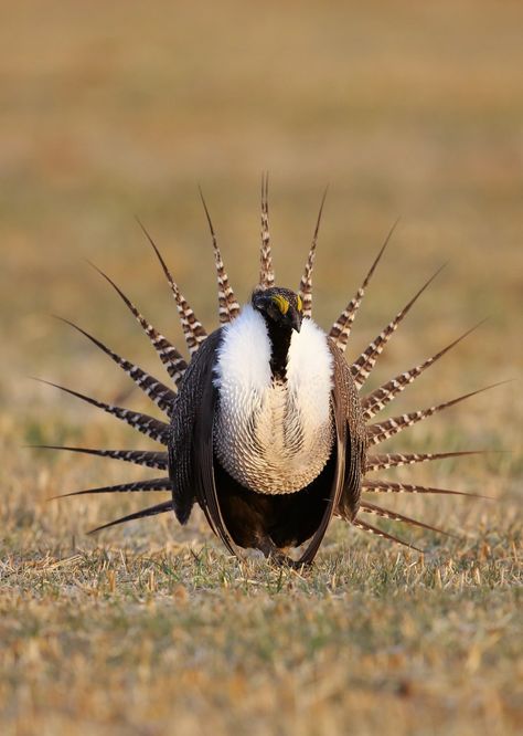 13. Gunnison Sage-grouse (Centrocercus minimus) | occurs in seven counties in southwestern Colorado and one county in southeastern Utah Capoeira, Nature, California Sage Grouse, Sage Grouse, Prairie Chicken, Endangered Birds, Weird Birds, High Desert, Game Birds