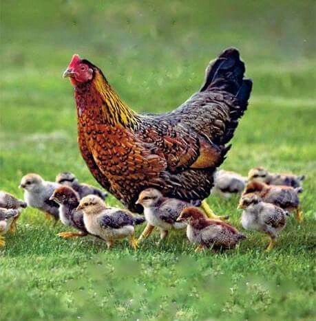 Fancy Chickens, Beautiful Chickens, Chickens And Roosters, Chicken Breeds, Baby Chicks, Raising Chickens, A Chicken, Chickens Backyard, On The Ground