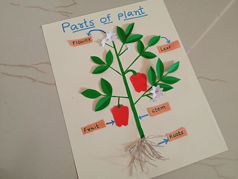 Parts of plant 🌱 science tlm, science teaching material, science tlm, Parts Of Plants Project Ideas, Parts Of A Plant Science Project, Tlm For Primary Classes Science, Parts Of Flowers For Kids, Parts Of Plants Project For Kids, Parts Of Plants Chart, Plants Projects For Kids, Parts Of Plants Activities For Kids, Tlm Science