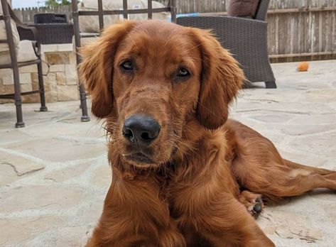 Golden Irish (Irish Setter & Golden Retriever Mix) Facts Irish Setter Golden Retriever, Golden Irish Dog, Golden Irish, Golden Retriever Mix, Designer Dogs, Bird Hunting, Historical Background, Irish Setter, Guard Dogs