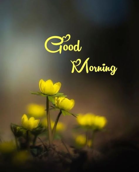 Good Night Wallpaper, Good Morning Beautiful Gif, Good Morning Nature, Good Morning Beautiful Flowers, Good Morning Roses, Morning Thoughts, Good Morning Cards, Galaxy Phone Wallpaper, Beautiful Gif