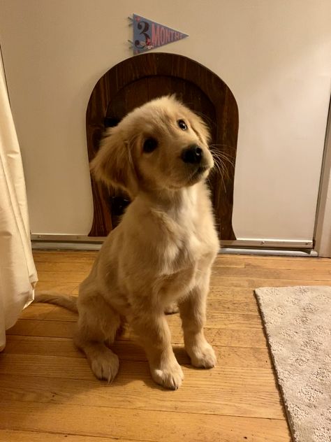 Golden Retriever Puppy Names, Golden Retriever Puppy Videos, Miniature Labrador, Golden Cocker Retriever, Gold Retriever, Female Golden Retriever, Golden Labrador Puppies, Miniature Golden Retriever, Mini Golden Retriever