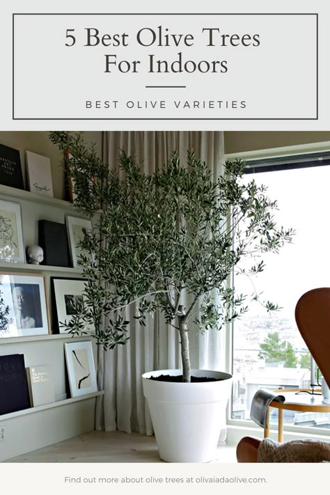 What are the best olive trees for indoors? Olive trees can be grown in many different ways, but some people wonder if they can grow them indoors. There are a few types of indoor olive trees that you might want to consider planting in your home or office. Find out more... #olive #tree #indoors #gardening #plants Indoor Olive Tree, Potted Olive Tree, Tree Interior, Indoor Tree, Indoor Trees, Interior Plants, Living Room Scandinavian, Scandinavian Living, Living Room Remodel