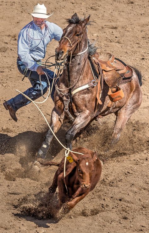 Roping Horse, Buffalo Animal, Calf Roping, Bucking Bulls, Rodeo Time, Rodeo Cowboys, Team Roping, Real Cowboys, Cowboy Pictures