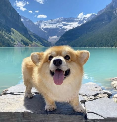 Crazy Corgi, Cute Corgi Puppy, Corgi Mom, Very Cute Dogs, Corgi Puppy, Best Dog Breeds, Cute Corgi, Cute Dogs And Puppies, Corgi Dog