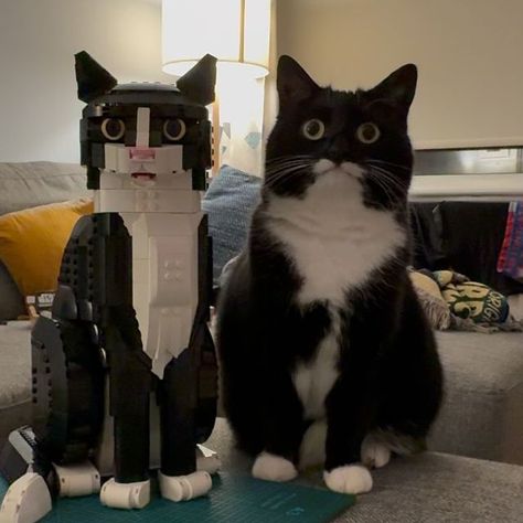 Jyn the Cat on Instagram: "We did NOT realise quite how similar it was going to be 😂  We’re thinking of getting a few black pieces to replace the nose and tip of the tail so it will be TRULY identical! In the meantime, tag @lego so they can see the Tuxedo Cat set come to life! 😁   #mycatjyn #tuxedocat #catsofinstagram #catstagram #catlover #catlovers #catlife #cats_of_world #cats #instacat #cats_of_instagram #catloversclub #batcat #lego" How Cats See The World, Lego Tuxedo Cat, Cat Lego, Animal Drawings Sketches, Tuxedo Cats, Tuxedo Cat, Cat 2, The Nose, In The Meantime