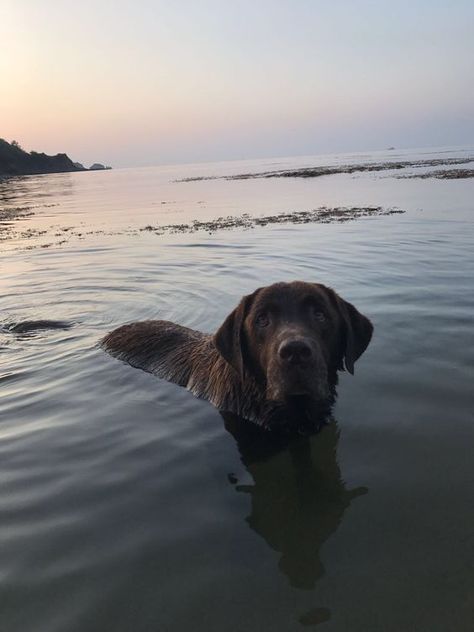 Labrador Chocolate Labs, Lab Puppies, Husky Corgi, Brown Labrador, Chocolate Labrador Retriever, Black Labrador Retriever, Chocolate Labrador, Labrador Retriever Mix, Labrador Puppy