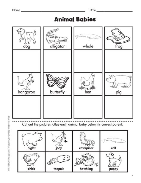 animal babies and their mothers matching - Google Search Animals And Their Babies, Animals Worksheet, Mother And Baby Animals, Animal Lessons, Science Games, 1st Grade Science, First Grade Science, Animal Worksheets, Family Units