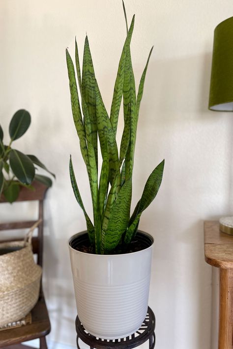 Snake Plant: Big and Healthy in a Modern Living Room Snake Plant Decor, Plant In A Pot, Yucca Plant, Snake Plants, Gardening Gear, Holly Tree, Crabapple Tree, Fiddle Leaf Fig Tree, Magnolia Trees