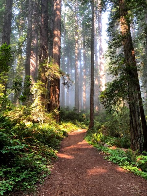 The red trees of northern California during summertime. Red Woods Aesthetic, California Redwoods Aesthetic, California Forest Aesthetic, Redwood Trees California, Red Wood Forest California, Red Woods California, Northern California Aesthetic, Oregon Redwoods, Red Wood Forest