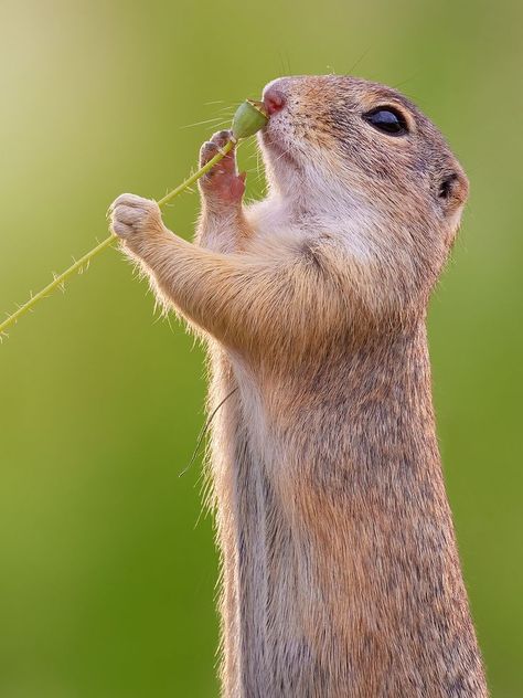 European Ground Squirrel (Spermophilus citellus) / Ecureuil terrestre d'Europe / Image by Jens Steyer from flickr Ground Squirrel, Prairie Dog, Garden Animals, Rodents, You Never, Cute Animals, Dogs, Animals, Art