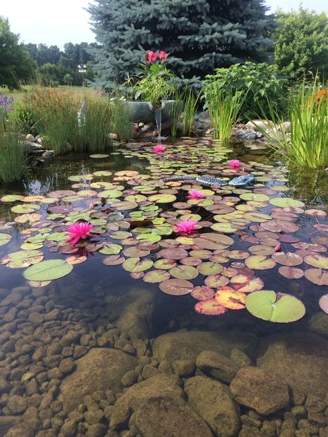 Landscaping Water Feature, Pond Fishing, Philosophy Theories, Australia Landscape, Koi Ponds, Pond Landscaping, Forest Plants, Water Gardens, Casa Exterior