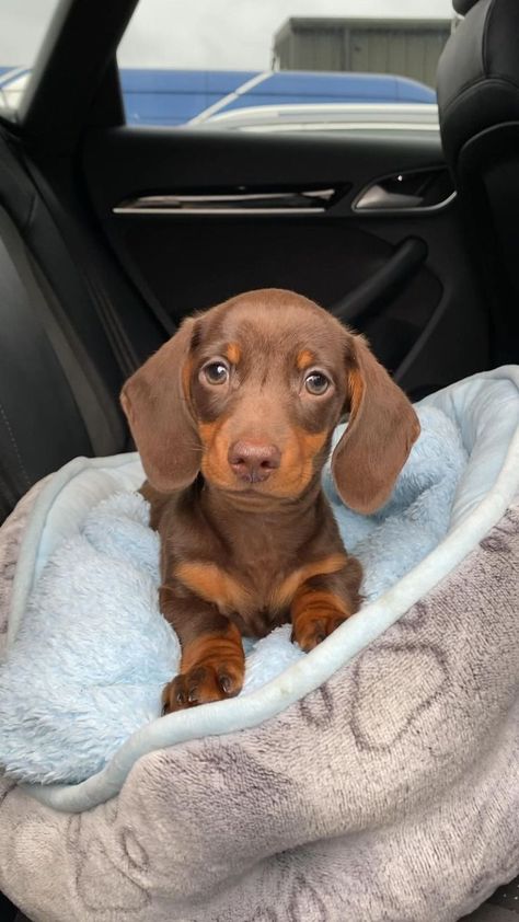 Cute Sausage Dogs, Miniature Daschund, Short Haired Dachshund, Sausage Dog Puppy, Baby Dachshund, Dachshund Funny, Cute Dogs Images, Dachshund Puppy Miniature, Miniature Dachshunds