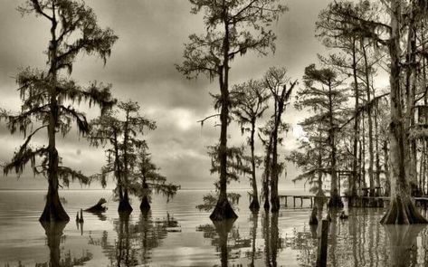 Tattoo idea Cypress Tattoo, Cypress Tree Tattoo, Swamp Art, Louisiana Tattoo, Pelican Tattoo, Tree Tattoo Art, Make A Family Tree, Louisiana Swamp, Cypress Swamp