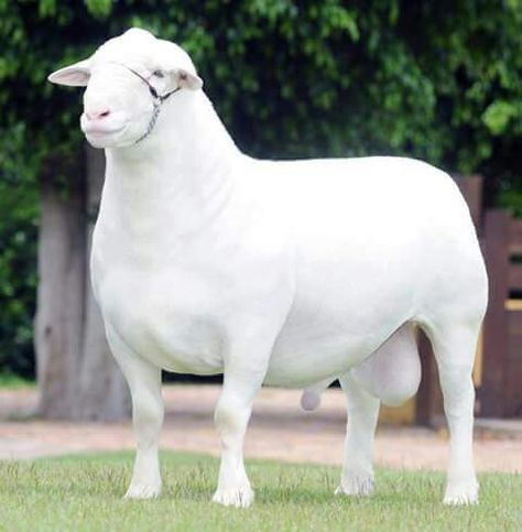 Semental Boer Blanco Katahdin Sheep, Kiko Goats, Breeds Of Cows, Eid Adha, Boer Goats, Albino Animals, Sheep Breeds, Beautiful Arabian Horses, Cattle Farming