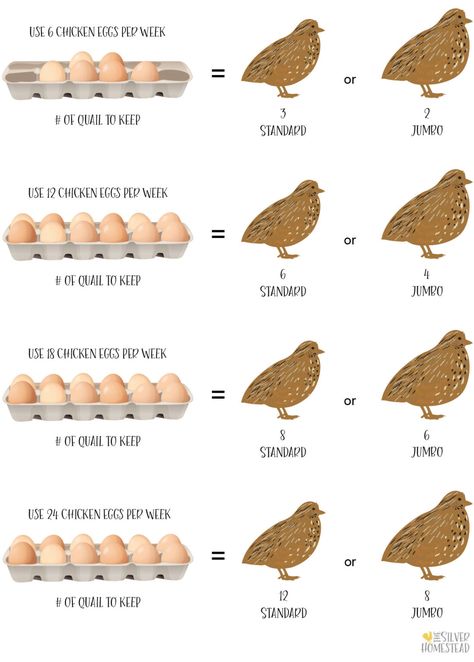 Chickens Vs Quail, Keeping Quail Indoors, Quail Vs Chicken, How To Keep Quail, Cheap Quail Coop, Raising Quail For Profit, How To Raise Quail, Quail Farming Ideas, Indoor Quail Enclosure