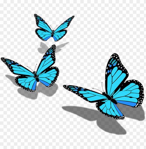 Butterfly Png Editing, Transparent Butterfly Png, Folder Graphic Design, Png Pic, Transparent Icons, Ganpati Photo, Murphy Actor, Background Butterfly, Eid Wallpaper