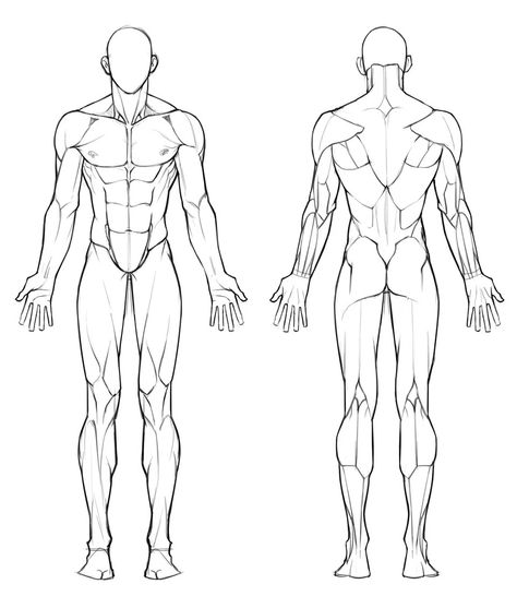 Male Body Proportions Drawing, Male Anatomy Reference Front View, Male Body Back Drawing, Muscle Body Reference Drawing, Male Anatomy Full Body Drawing, Drawing Men Anatomy, Muscular Man Art Reference, Muscular Male Body Reference, Muscular Body Reference Drawing