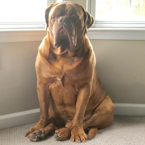 14 Magnificent Facts About The Dogue de Bordeaux - PetPress French Dog Breeds, French Mastiff Dog, Bordeaux Dog, French Mastiff, Big Dog Breeds, French Dogs, Famous Dogs, Mastiff Dogs, Your Spirit Animal