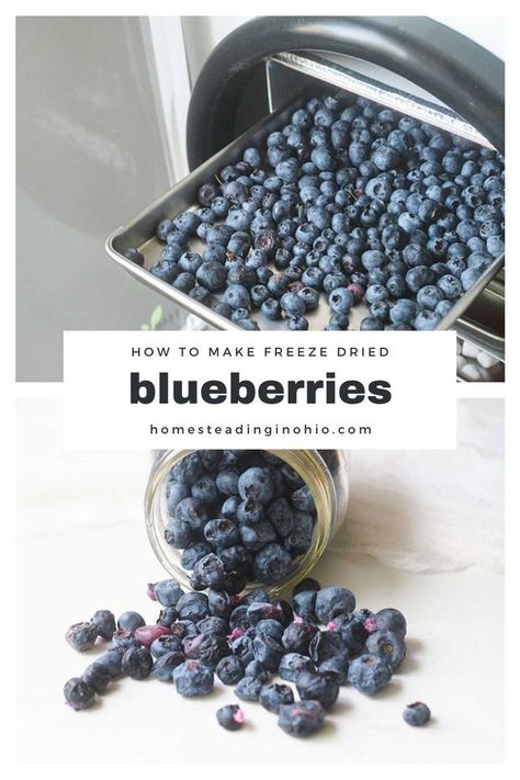 How to make freeze dried blueberries at home. You can use a Harvest Right freeze dryer to make freeze dried berries at home. Learn tricks for the best way to make freeze dried blueberries. Also learn how to use freeze dried blueberries in baking. How To Freeze Blueberries, Freeze Blueberries, How To Store Blueberries, Freeze Dried Food Storage, Harvest Right Freeze Dryer, Best Freeze Dried Food, Freezing Fruit, Food Wastage, Blueberry Syrup