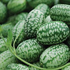 Small Trellis, Watermelon Plant, Watermelon And Lemon, Baby Fruit, Cucumber Seeds, Rare Seeds, Watermelon Seeds, Watermelon Fruit, Heirloom Seeds