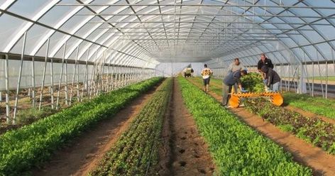 Two greenhouses in Iran are using seawater to humidify and cool the air and to produce freshwater. ﻿ ﻿ A seawater greenhouse enables the… Planting Layout, High Tunnel, White Clematis, Greenhouse Farming, Tunnel Greenhouse, Kolam Koi, Plant Watering System, Greenhouse Supplies, Farming Business