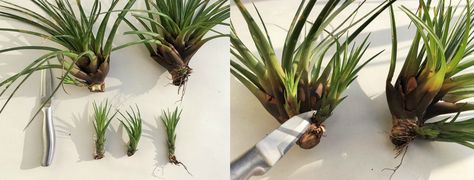 Easy Propagation of Air Plants Propagating Air Plants, Air Plant Propagation, Plants From Cuttings, Air Plant Garden, Plant Wedding Favors, Air Plants Decor, Air Plants Care, Air Plant Display, Tillandsia Air Plant