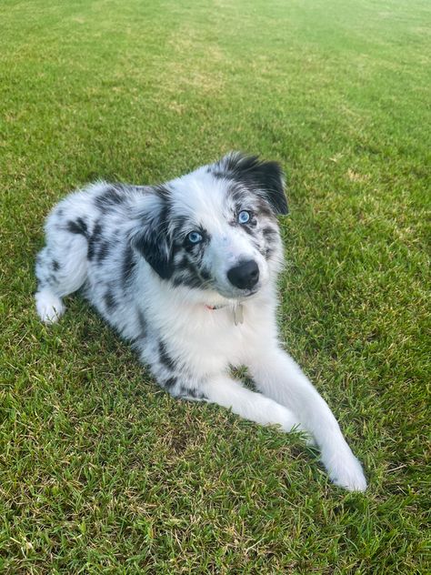 Blue Eyed Australian Shepherd, Aussie Blue Merle, Aussie Shepherd Blue Merle, Mini Australian Shepherd Blue Merle, Grey Australian Shepherd, Australian Shepherd Merle, Australian Shepherd Aesthetic, Australian Shepherd Blue Eyes, Merle Dogs