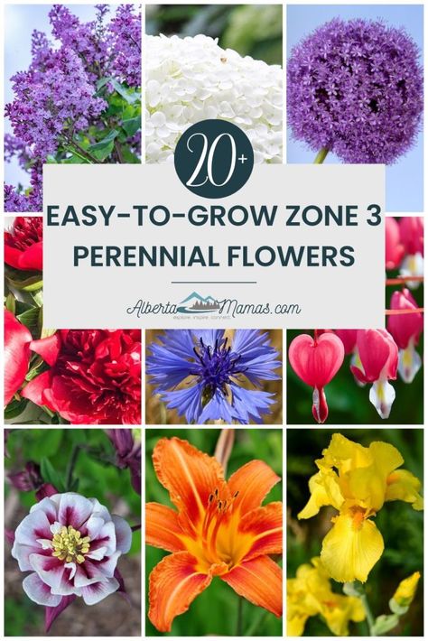 20 Easy to Grow Flowering Perennials for Zone 3a (Edmonton and Calgary, AB) Attracting Butterflies, Annabelle Hydrangea, Flowering Perennials, Milkweed Plant, Aster Flower, Perennial Flowers, Best Plants, Attract Butterflies, Free Living