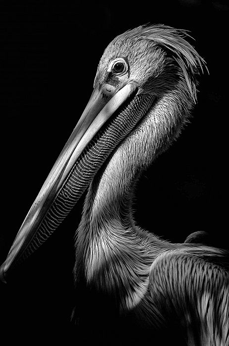 Pelican Art, Pelican Bird, Animals Tattoo, Scratchboard Art, Insect Photography, Black Paper Drawing, Soyut Sanat Tabloları, Charcoal Art, Black And White Pictures