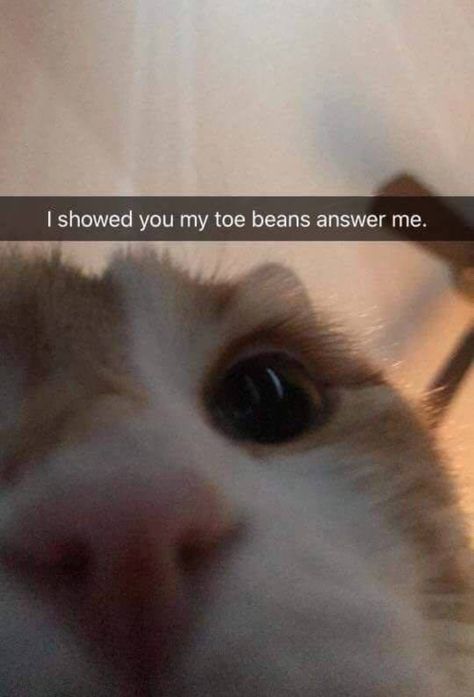 My Toe Beans! Minions Funny Images, Funny School Pictures, Funny Sports Pictures, Toe Beans, Fails Funny, Cute Animal Memes, Grumpy Cat Humor, Cat Meme, Dump A Day