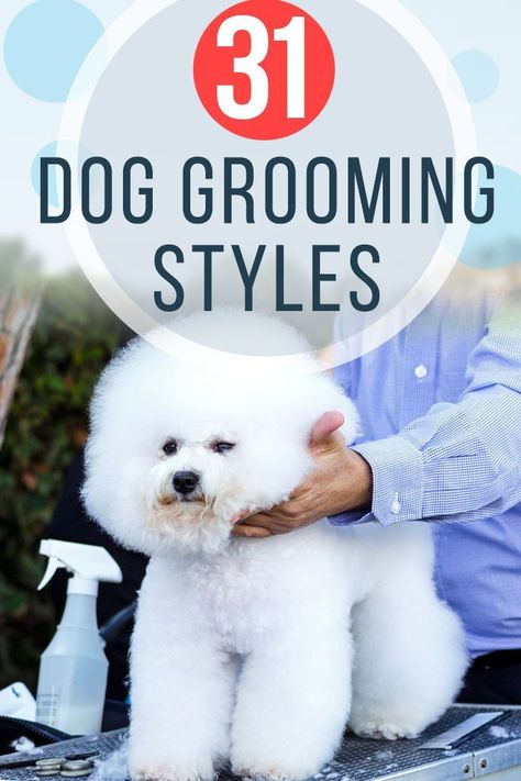 Dog Grooming Tools, Dog Grooming Styles, Dog Minding, Dog Grooming Salons, Puppy Grooming, Dog Grooming Tips, Easiest Dogs To Train, Grooming Style, Dog Grooming Supplies