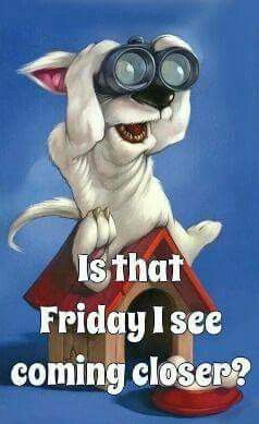 Pre-Friday Thursday Greetings, Thursday Humor, Friday Eve, Thursday Quotes, Weekday Quotes, Almost Friday, Weekend Quotes, Funny Good Morning Quotes, Its Friday Quotes