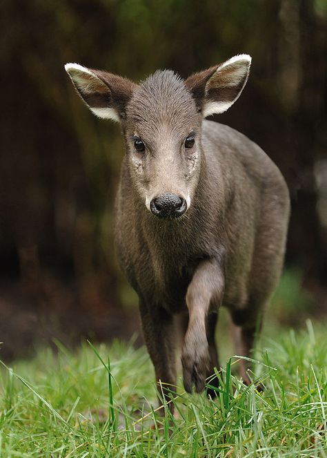 Tufted Deer, Deer Female, Deer Ears, Slow Loris, Deer Species, Maned Wolf, Fallow Deer, Most Beautiful Animals, Unusual Animals