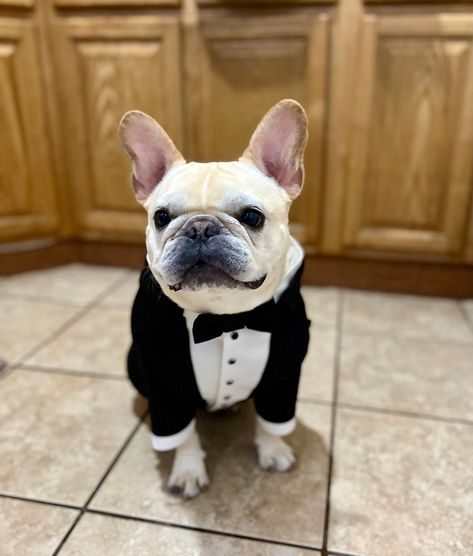 French Bulldog Ring Bearer, Raiders Wedding, French Bulldog Wedding, Bulldog Wedding, Dog Wedding Attire, Ring Bearer Dog, Dog Tuxedo, Dog Suit, Birthday Dog