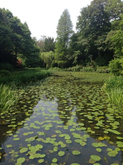 Hiyoko Saionji, Nature Scenery, Cottage Core Aesthetic, Ginger Cats, Nature Aesthetic, Pretty Places, Green Aesthetic, Lily Pads, Aesthetic Photo