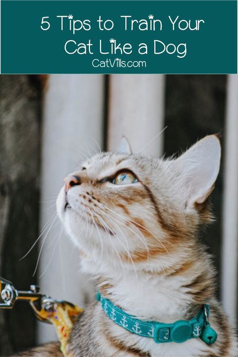 Train A Cat, Training A Kitten, Cat Tricks, Kitten Training, Cat Hacks, Cat Care Tips, Dog Agility, Cat Top, Cat Training